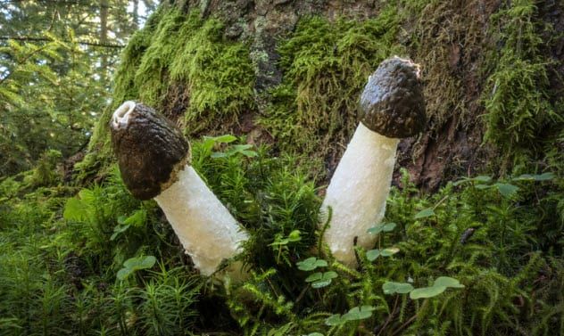 8a-common-stinkhorns_48274990_small