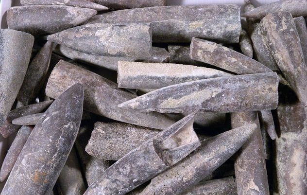 belemnites