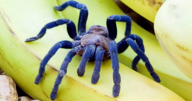 10b-blue-tarantula_13300698_SMALL