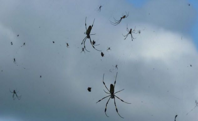 3-spider-rain