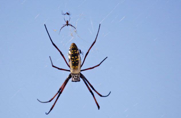 5-madagascan-golden-orb-spider_14066697_SMALL