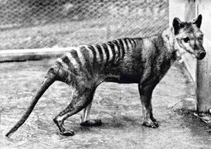 Tasmaniantiger