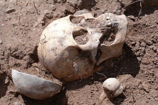 gallina-skull