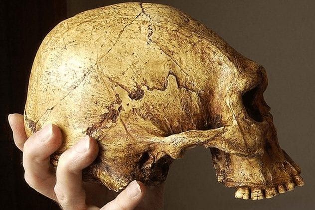 cohuna-skull