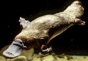 Platypus