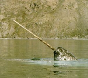 Narwhal
