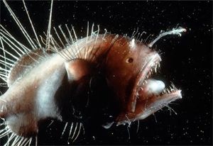 Anglerfish