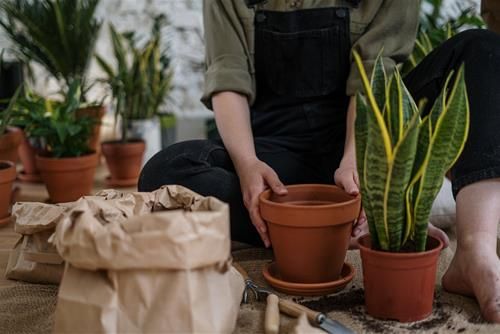 Việc trồng cây lưỡi hổ trong bếp là lựa chọn lý tưởng, không chỉ để trang trí mà còn giúp thanh lọc không khí, tạo không gian trong lành cho khu vực nấu nướng của gia đình.