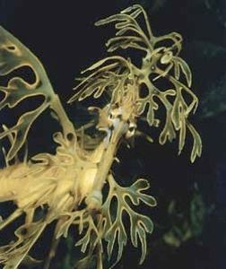 Leafyseadragon