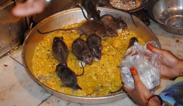 1. Rat Festival