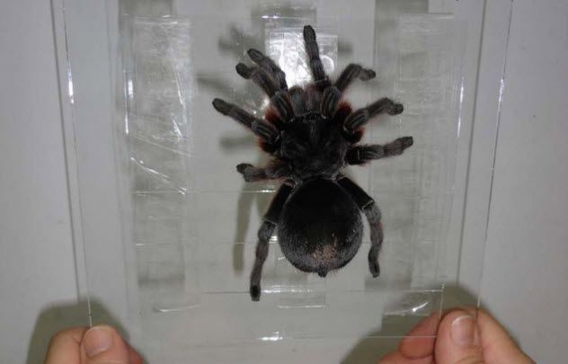 1-spider-glass-wall