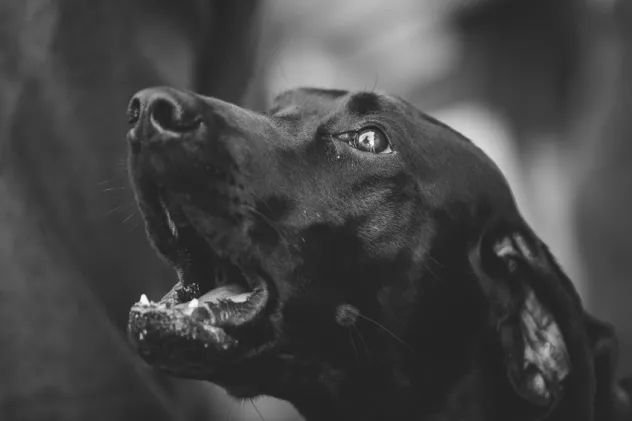 iStock_000026184071_Small