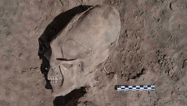 sonora-skull