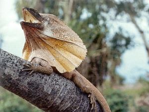 Frillneckedlizard