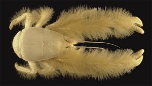 Yeticrab