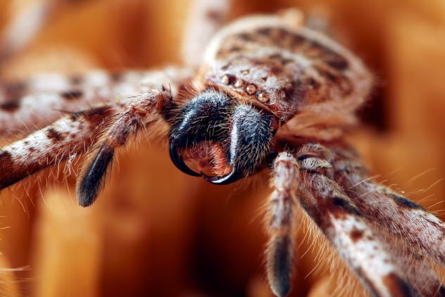 6-spider-venom_5667946_SMALL