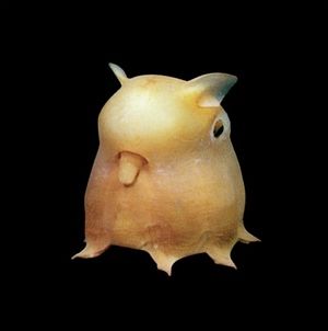 Dumbooctopus