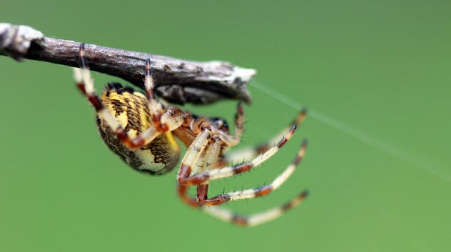 4-crawling-spider_26838983_SMALL