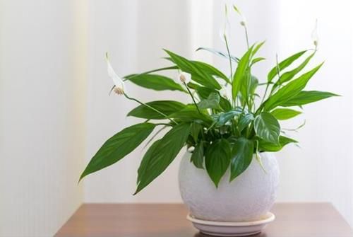 Lan ý là một trong những loại cây thích hợp trồng trong nhà bếp. Cây không chỉ có khả năng thanh lọc không khí mà còn tạo nên một không gian dễ chịu, trong lành cho căn bếp của bạn. Đặt lan ý trong nhà bếp sẽ giúp không khí trở nên tươi mới hơn và mang lại cảm giác thư giãn cho gia đình.