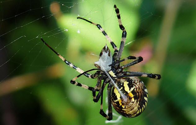 2-spider-spinning-silk