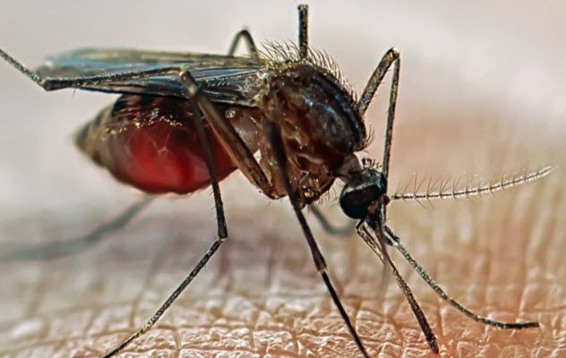 3a-mosquito_62992601_SMALL