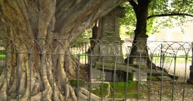 4-vampire-tree