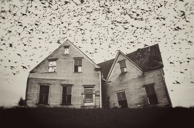 Home of Murmuration