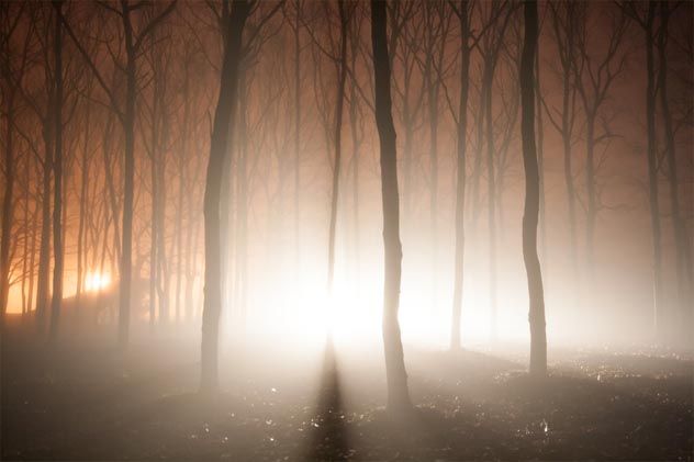 Beams of light in the forest