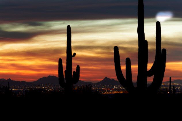 4c-cactus-night-sky_35233444_SMALL