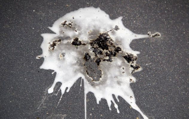 1-bird-poop_5928292_SMALL