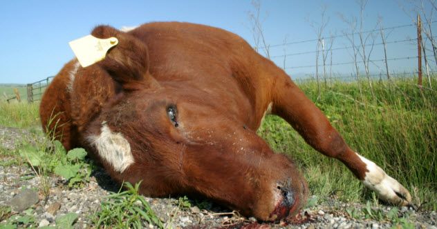 9-dead-cow_000001749329_Small
