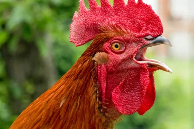 Crowing cock