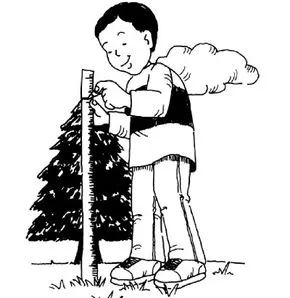 Calculate the height of a tree using estimation techniques.