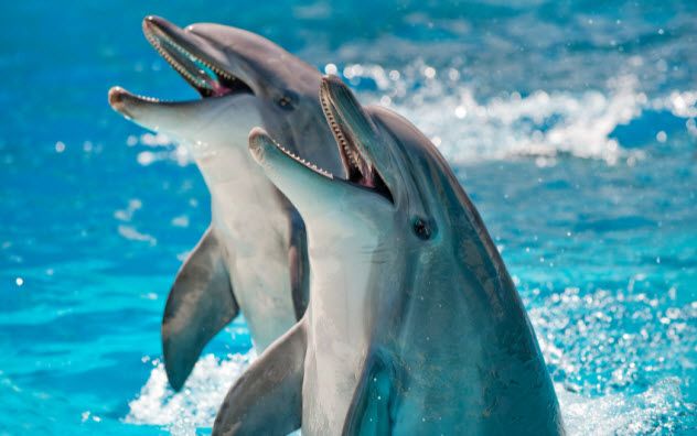 7-dolphins_000009566348_Small