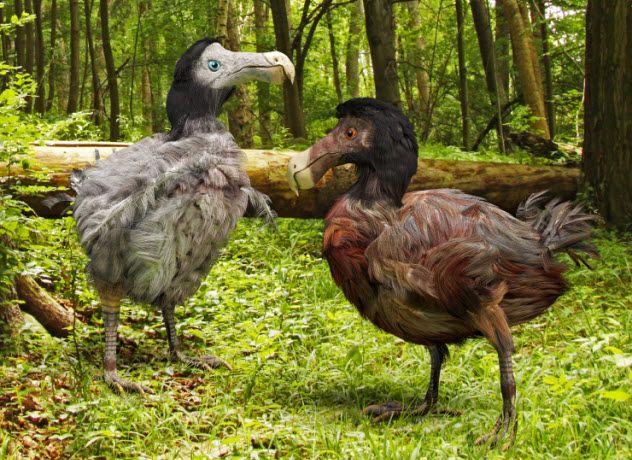 2-dodo-birds_000054095248_Small