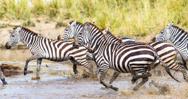 8a-zebras-running_000054974760_Small