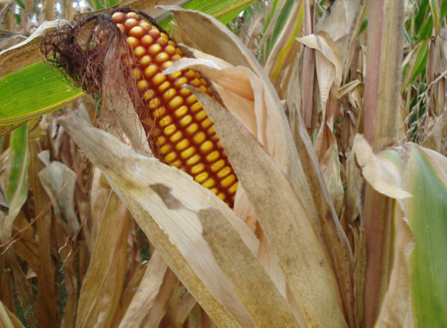 Maize