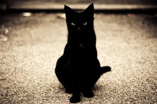 10 blackcat