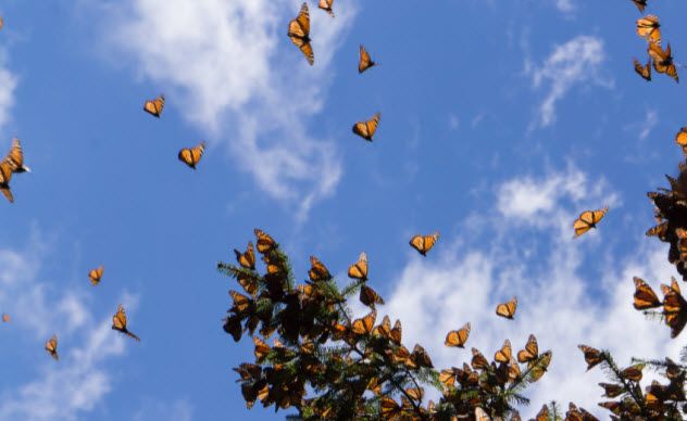 1-flying-monarch-butterflies_000062838708_Small