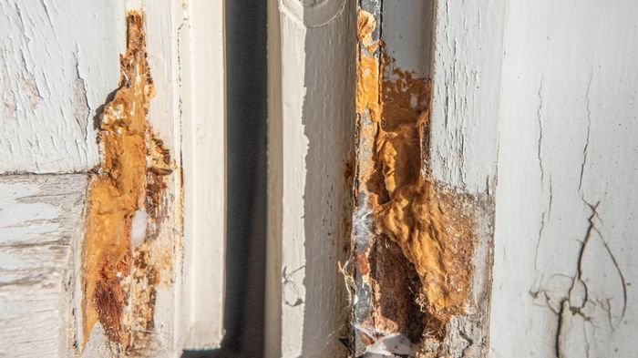 Fungal growth in wooden structures