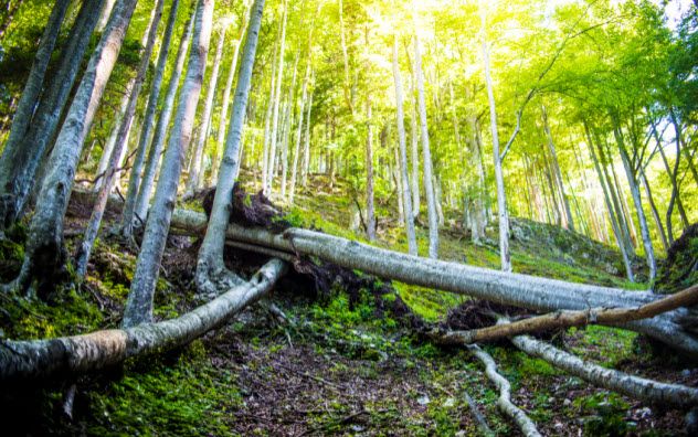 5-fallen-trees-in-forest_000080380835_Small