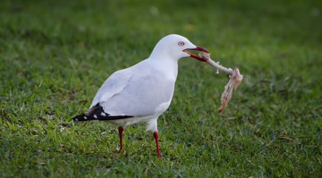 8-bird-bone-in-beak_000076563103_Small
