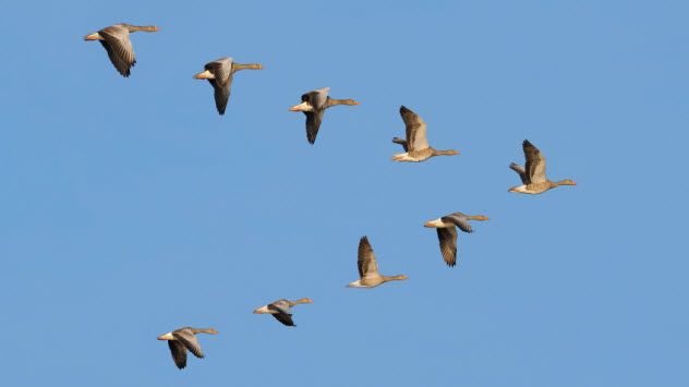 10a-birds-flying_000032143396_Small