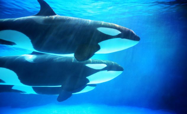 6-whales-underwater_000006590730_Small