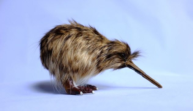 2-kiwi-bird_000025089598_Small