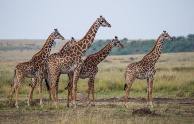 3-giraffes_000082975205_Small