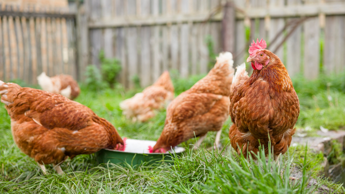 Chickens roaming freely and grazing in a backyard