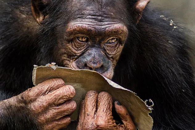 4-Koolakamba_000082192489_Small