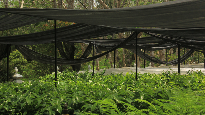 plants covered with shade cloth for protection