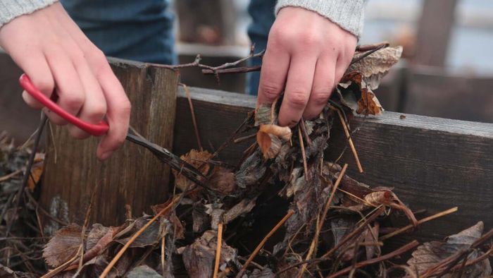 A close-up view of a woman’s hands skillfully using garden shears to trim and clear dead foliage from a raised garden bed, preparing it for the winter season.